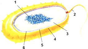 如图是细菌结构模式图请据图回答 1 细菌是 细胞生物 2 与真菌的细胞相比 细菌的结构没有 与植物细胞相比 相同之处是都有细胞壁 细胞