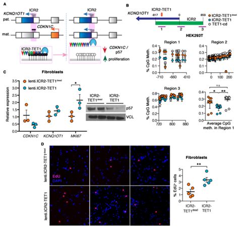 Targeted Demethylation Of The Icr At The Cdkn C P Locus Causes