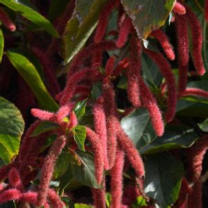 Firetail Chenille Plant Buchanan S Native Plants