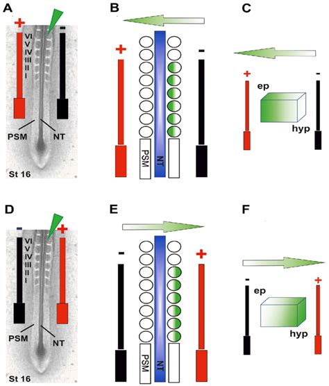 Electroporation Of The Epithelial Somites A C Schematic Diagrams