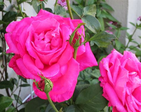 Hybrid Tea Rose Miss All American Beauty Boros Rose