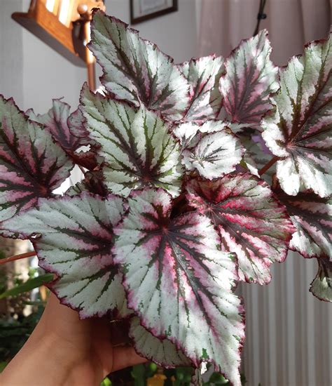 Begonia Evening Glow Begonias