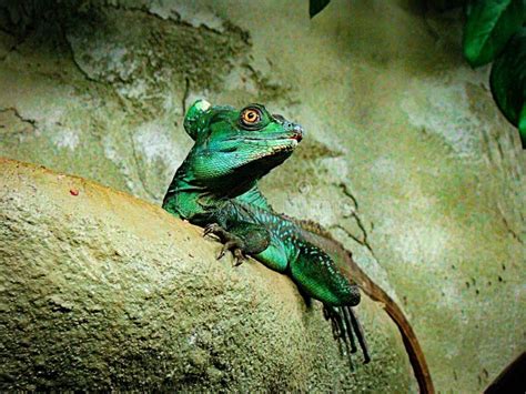 Plumifrons Verdes Do Basiliscus Do Lagarto Do Basilisco Imagem De Stock