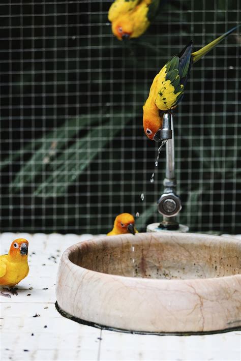 Birds drinking water from a fountain | Free Photo - rawpixel