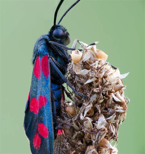 Zygaena Filipendulae Six Spot Burnet 12 Late Afternoon N Flickr