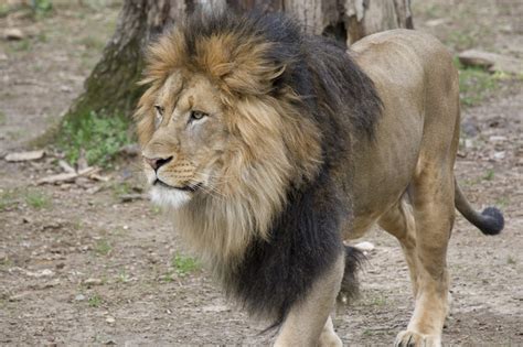 Lions Tigers At National Zoo In Dc Test Positive For Coronavirus