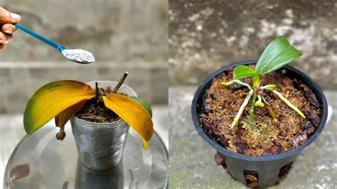 Orquídea podrida y moribunda una cucharada de esta es suficiente para