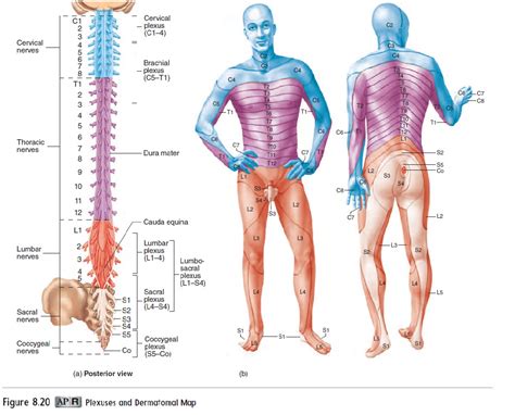 Lumbar Dermatome Distribution