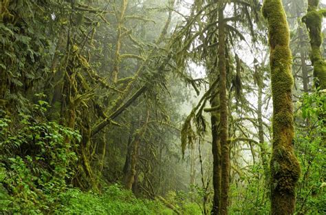 5 Fakta Hutan Hujan Tropis Yang Memiliki Flora Dan Fauna