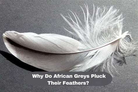 Why Do African Greys Pluck Their Feathers Causes Solution