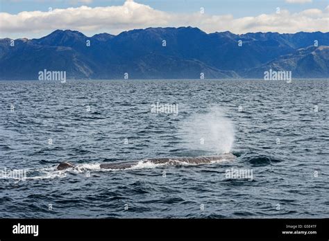 Sperm Whale Physeter Macrocephalus Blowing Kaikoura South Island