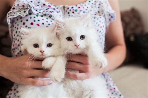 8 Reasons Two Kittens Are Better Than One Saving Cat Persian Kittens