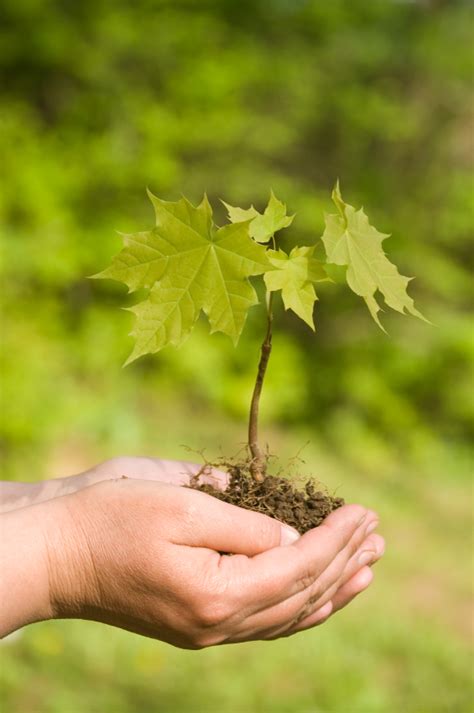 Planting Maple Trees Blain S Farm And Fleet Blog