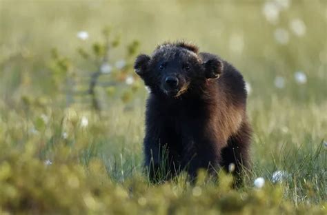 Wolverine En La Naturaleza Salvaje Hábitat Natural Glotón Carcajú