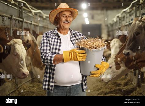 Mature Farmer Holding A Bucket Full Of Hay Inside A Barn With Cows