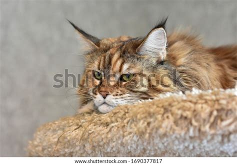 Gato Maine Coon Stock Photos and Pictures - 23 Images | Shutterstock