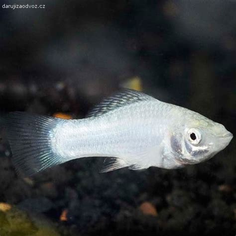 silver Molly Zvířata Daruji za odvoz