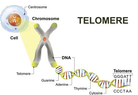 The Telomere Effect Taking Control Of Your Cellular Aging