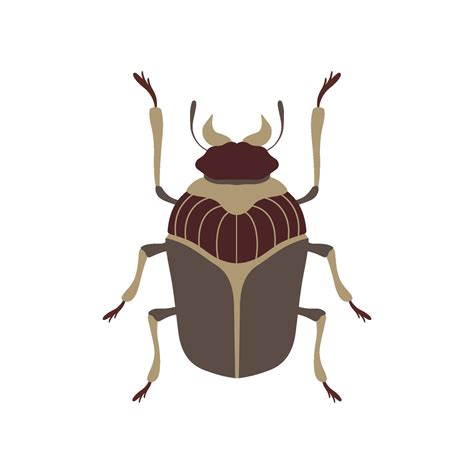 Bug Beetle Insect Species Top View Flat Illustration 53061001 Vector