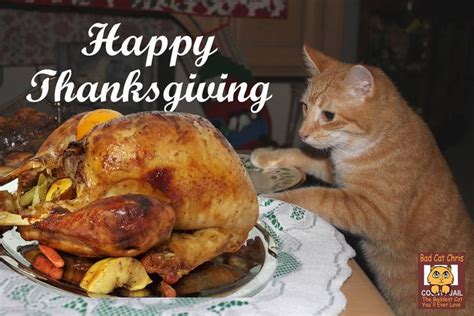 Happy Thanksgiving - Bad Cat Chris with turkey | Happy thanksgiving ...