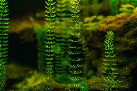 Aquarium Pflanzen Gegen Algen Lukas Wechsler