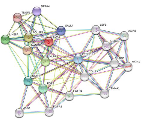 Sox2 Protein Overview Sino Biological