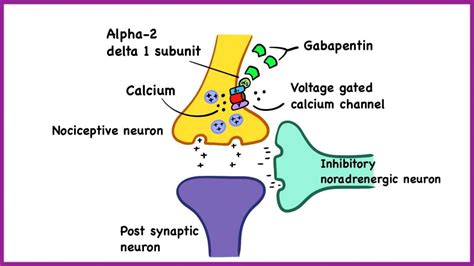 Gabapentin side effects, mechanism of action, uses - High yield Notes