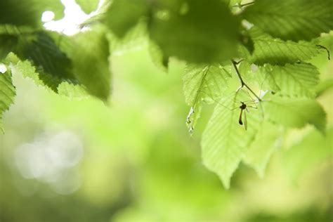 Moustique Donatien Charlier Flickr