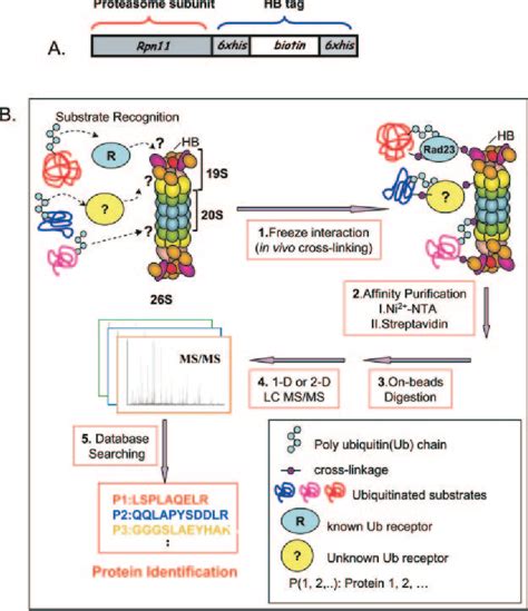 Figure From An Integrated Mass Spectrometry Based Proteomic Approach