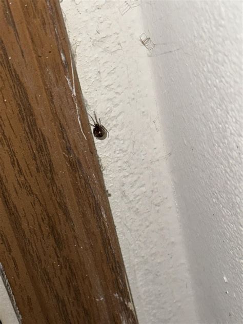 What Kind Of Spider Is This Wisconsin R Spiders