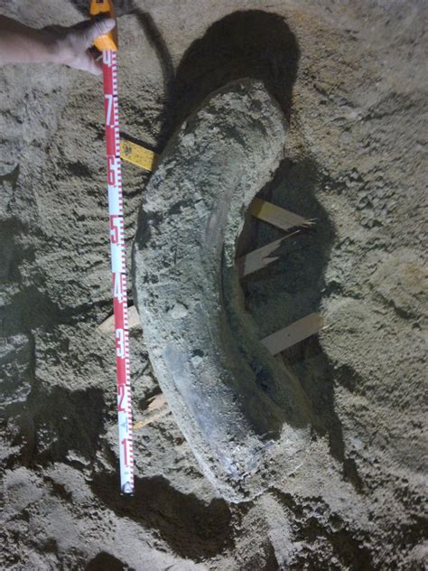 Metro unearths ancient elephant fossils below Wilshire Boulevard ...