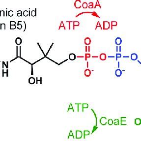 Schematic representation of coenzyme A biosynthesis. | Download Scientific Diagram