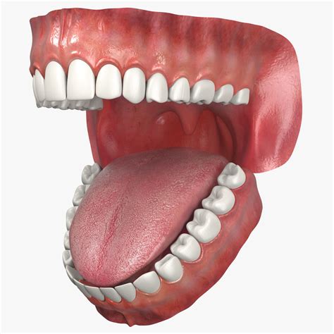 Jaw 3d Model 59 Max Fbx 3ds Obj Free3d