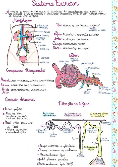 Arriba 108+ imagen sistema excretor mapa mental - Abzlocal.mx