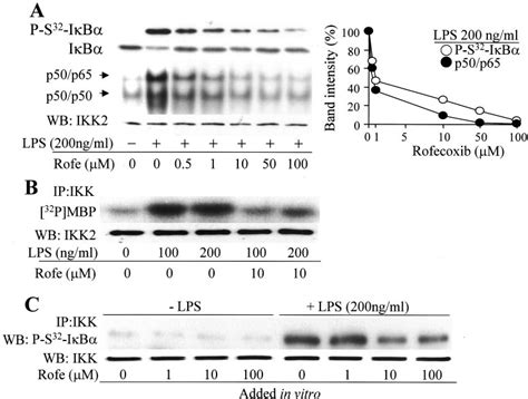 Dose Dependent Effect Of Rofecoxib On The Ikknf B Pathway A Cells