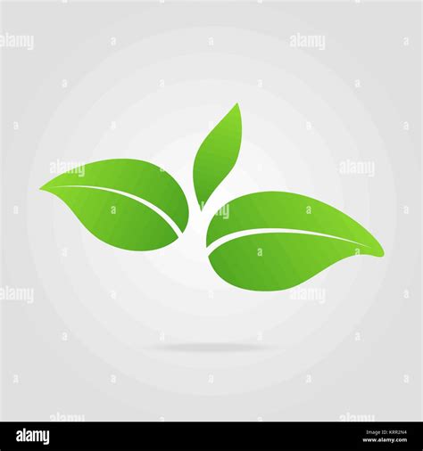 Eco Icon Green Leaf Vector Illustration Isolated Stock Vector Image