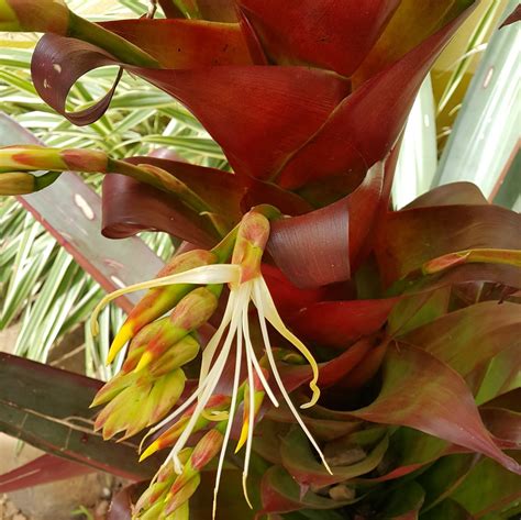 Verdadeaspas 👪 Bromeliaceae Alcantarea Imperialis Rubra