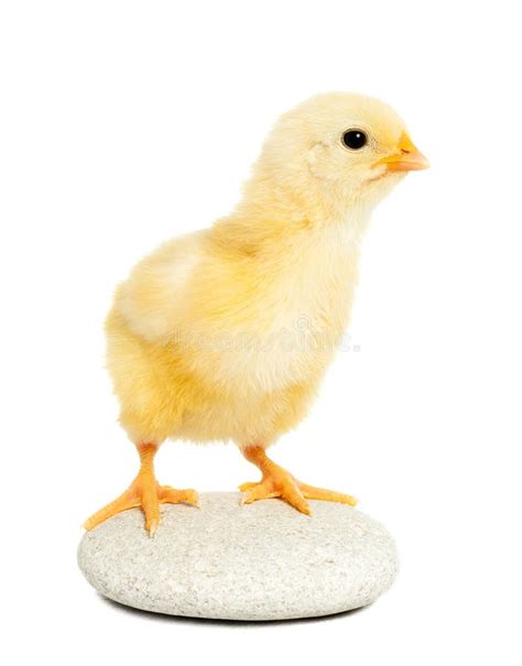 Little Chicken Animal Isolated Stock Image Image Of Illness Little