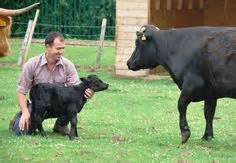 36 Dexter Cattle ideas | dexter cattle, cattle, small breed