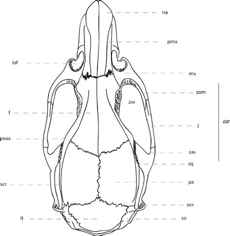 4. Cranial anatomy of rodents in superior view (Rattus rattus). f ...