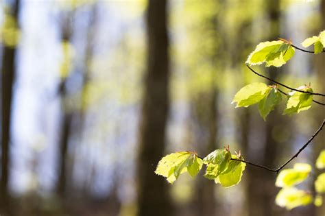 Wallpaper Sunlight Forest Nature Branch Green Yellow Blossom Spring Beech Light