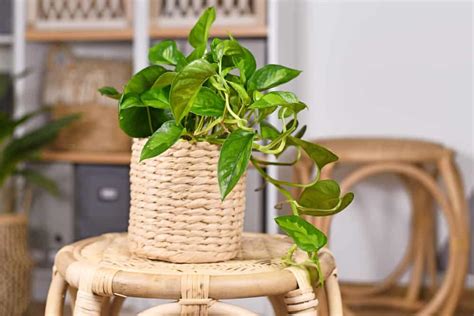 Epipremnum Aureum Global Green Pothos Care Guide Garden Pals