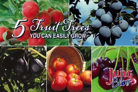 5 Fruit Trees You Can Easily Grow Jung Seed Gardening Blog