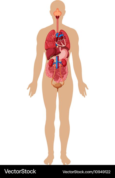 Human Body And Different Organs Royalty Free Vector Image