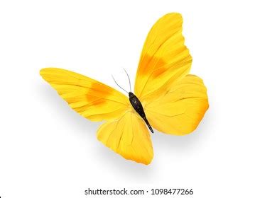 97 Yellow Butterfly Wallpaper Hd Picture MyWeb