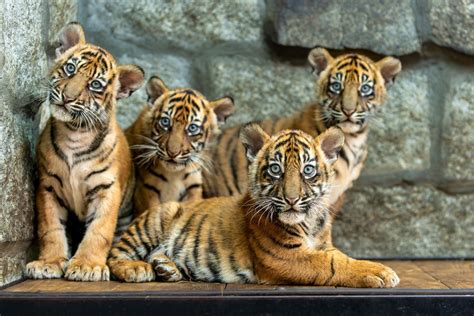 W Zoo Wrocław na świat przyszły cztery tygrysy sumatrzańskie To