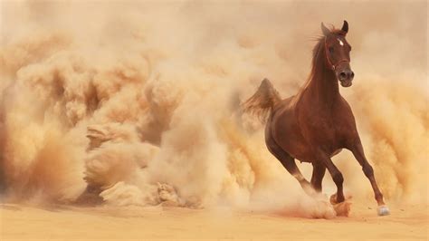 horse, Sand, Animals Wallpapers HD / Desktop and Mobile Backgrounds