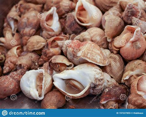 Fresh Sea Snails Bulot Or Common Whelks Stock Image Image Of Food