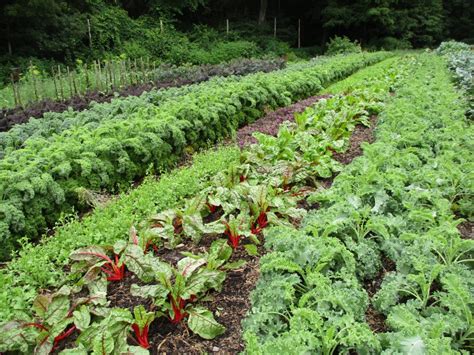 Preparing Land for No-Till Farming - EcoFarming Daily