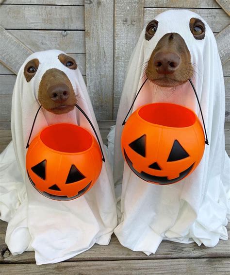 Ghost Dogs: Perfect Halloween Costume For Lazy Dog Owners